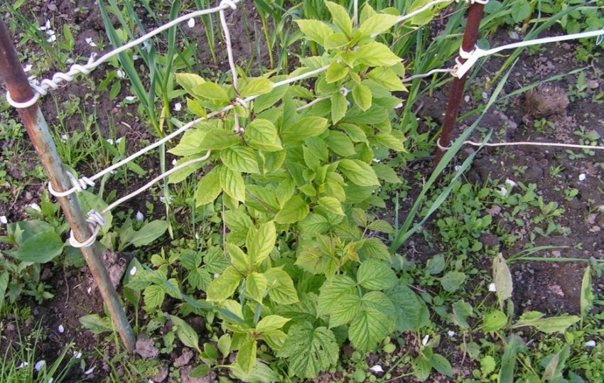 Лимонник на шпалері Лимонник на шпалері