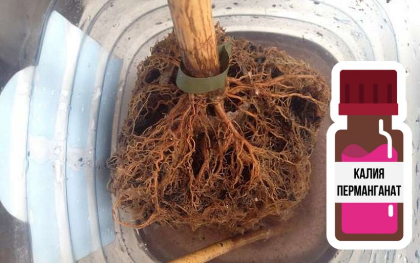 Підготовка саженця гортензії до посадки