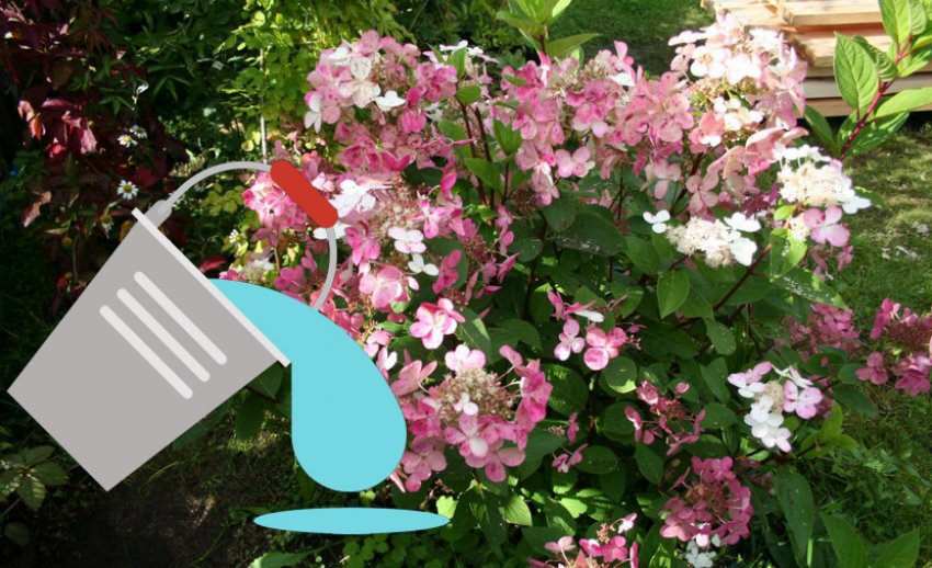 Полив гортензії Ерли Сенсейшен