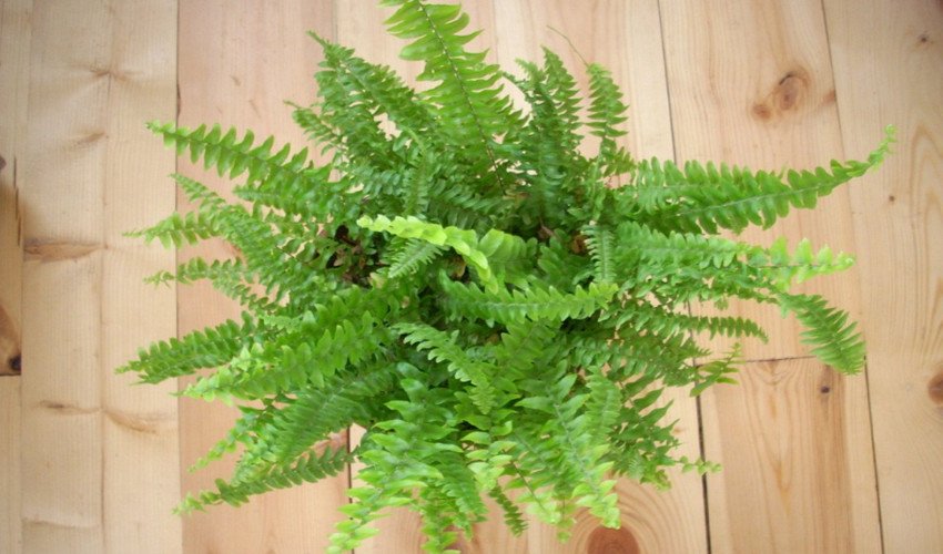 Нефролепіс кімнатний