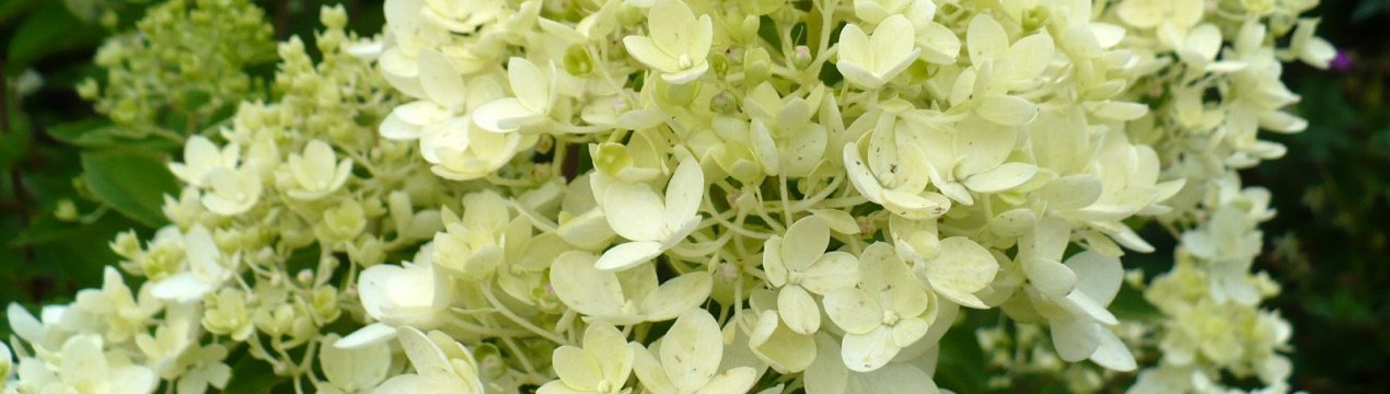 Выращивание гортензии метельчатой Бомбшелл