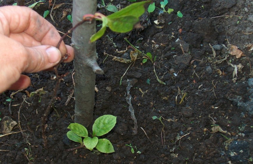 Пересадка лимонника Пересадка лимонника