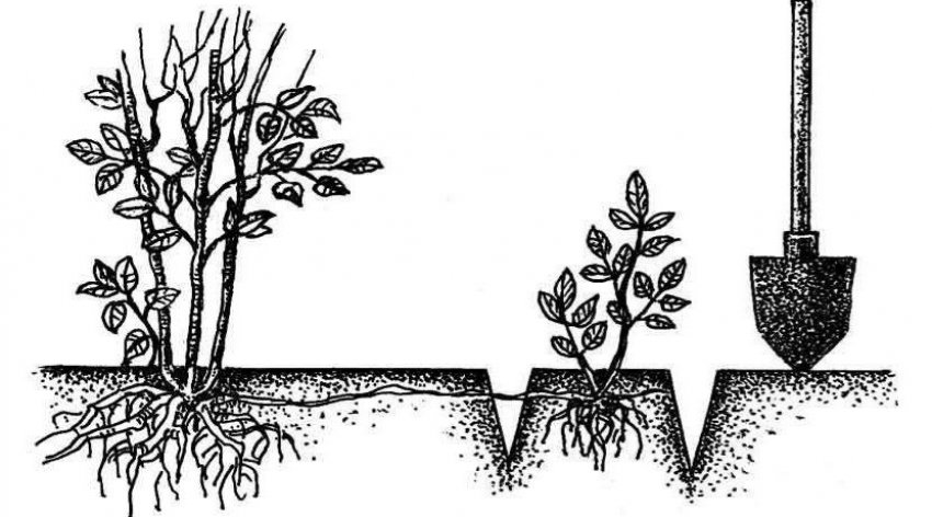 Розмноження рослини пагонами Розмноження рослини пагонами