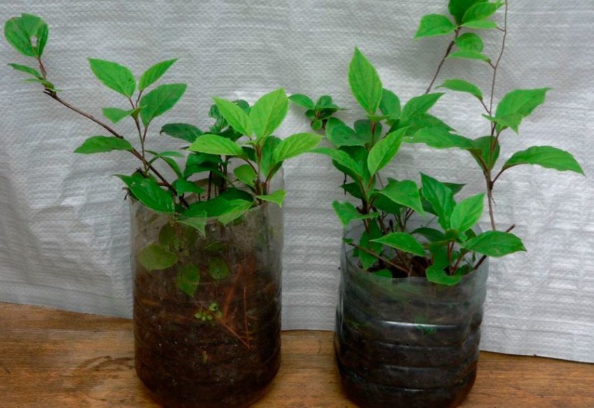 Розмноження лимонника черенками Розмноження лимонника черенками