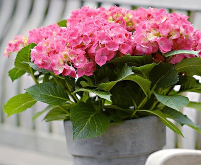 Як зберегти кімнатну гортензію взимку