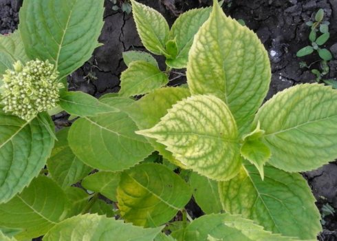 Почему желтеют листья у гортензии метельчатой