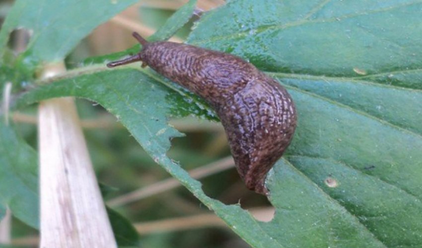 Слизень на листке гортензии Слизень на листке гортензии