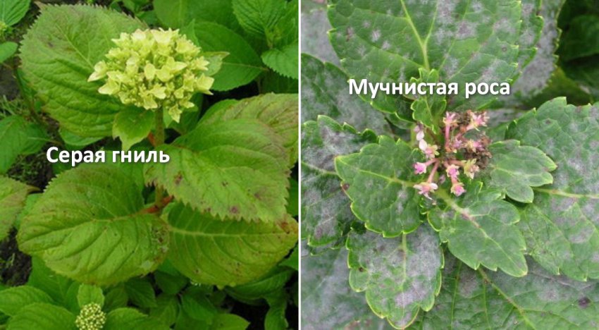 Болезни готензии Болезни готензии