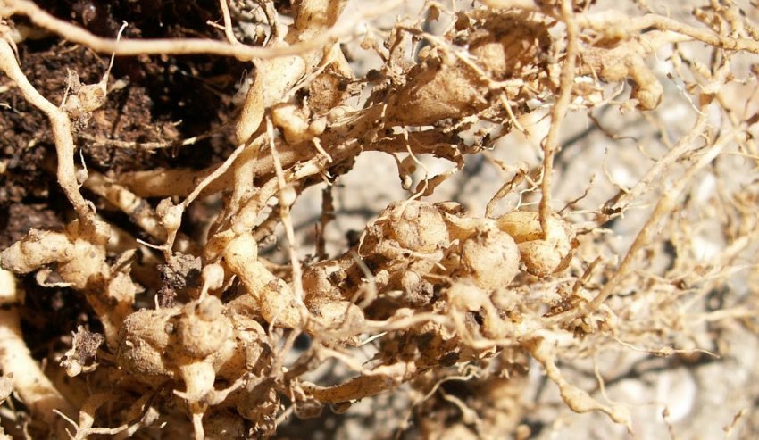 Корневая нематода Корневая нематода