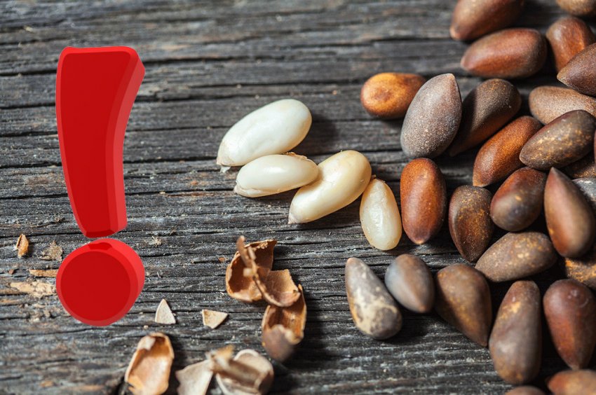 Протипоказання до споживання кедрових горішків