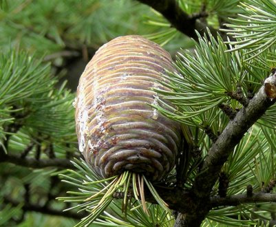 Описание и особенности кедра гималайского