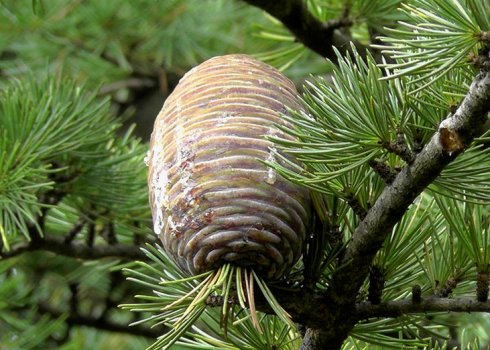 Описание и особенности кедра гималайского