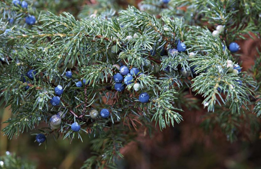 Мозжевельник на Уралі