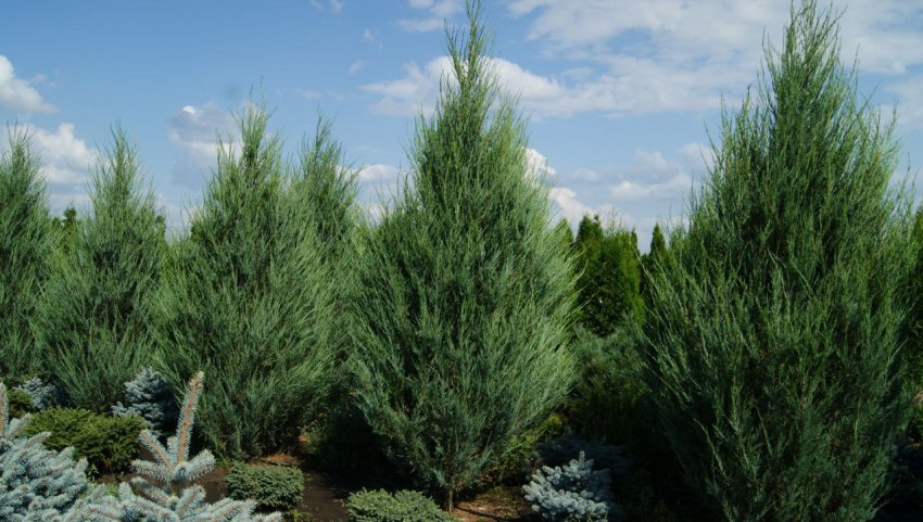 Можжевельник Скайрокет