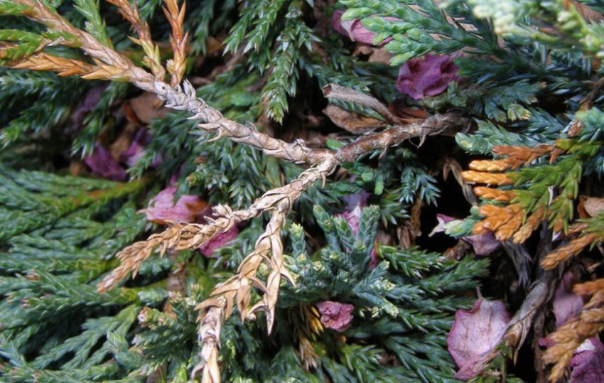 Фузаріоз можжевельника