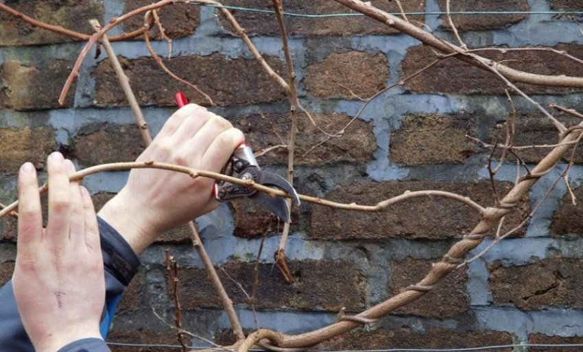 Підрізка лимонника Підрізка лимонника