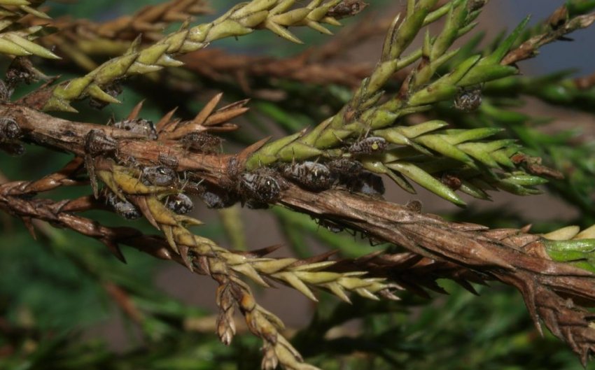 Тля на можжевелі