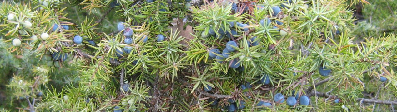 Можжевельник уральский. Можжевельник на кольском полуострове. Можжевельник в башкирии. Можжевельник растет в башкирии. Можжевельник подмосковный лесной.