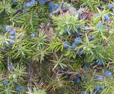 Вирощування можжевельника на Уралі