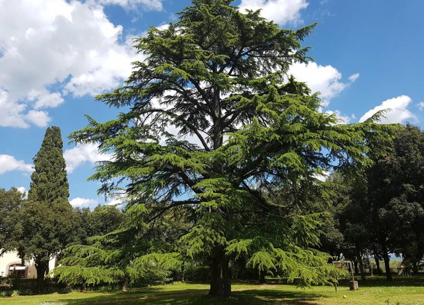 Кедровое дерево Кедровое дерево