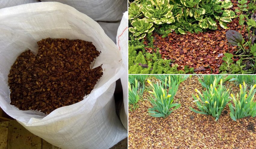 Мульча з шкарлупи кедрового горішка