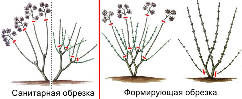 Формувальна та санітарна обрізка гортензії