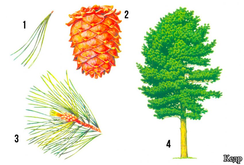 Строение кедра Строение кедра