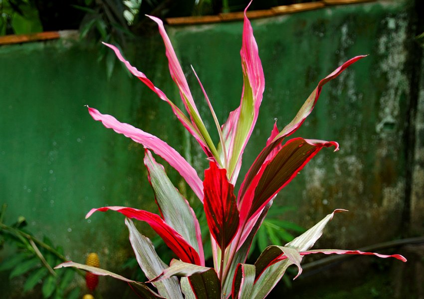 Квітка кордилина