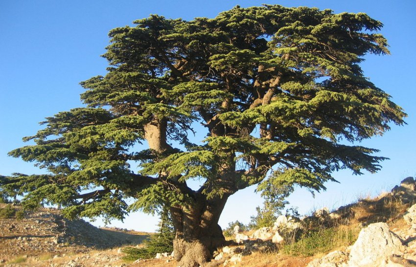 Ливанский кедр Ливанский кедр