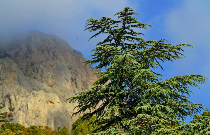 Гималайский кедр Гималайский кедр
