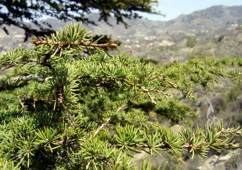 Короткохвойный или кипрский кедр Короткохвойный или кипрский кедр