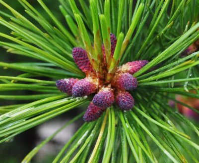 Что такое кедр, его фото и описание