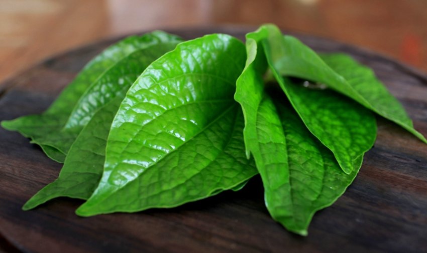 Листя лимонника