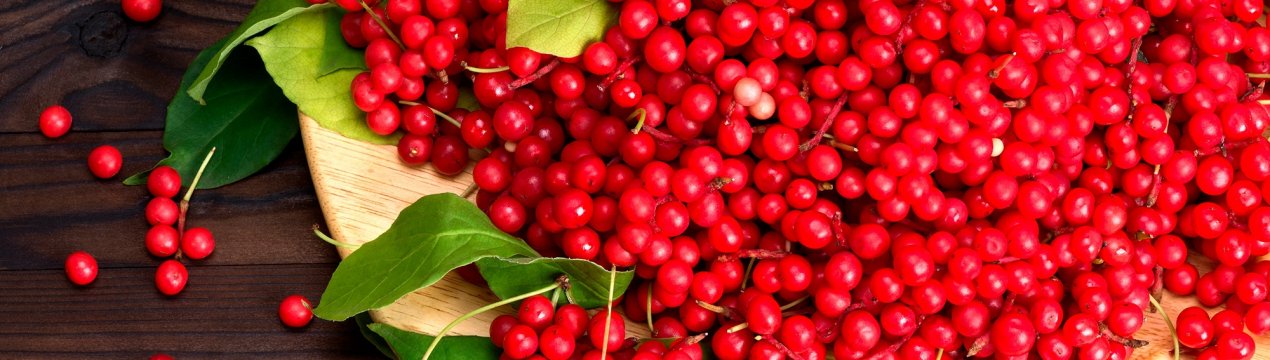 Збір та заготівля плодів і листя лимонника