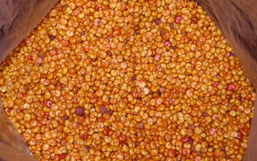 Насіння лимонника