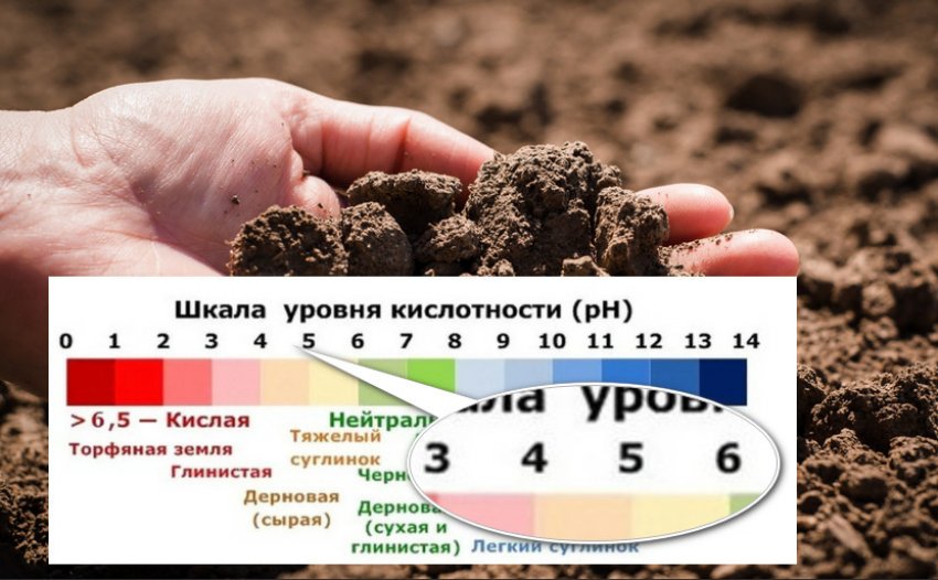Кислотность грунта почвы