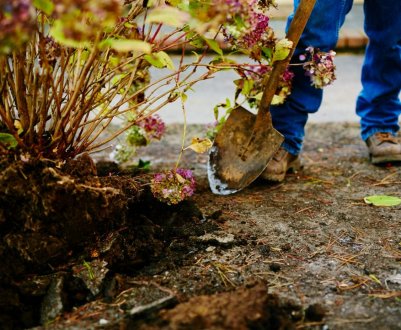 Пересадка гортензії восени та догляд за нею