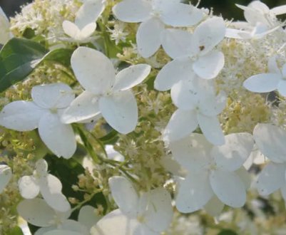 Опис гортензії метеликоподібної Юник