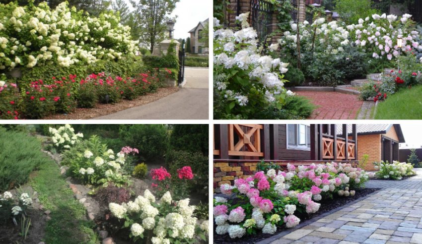 Гортензії в ландшафтному дизайні