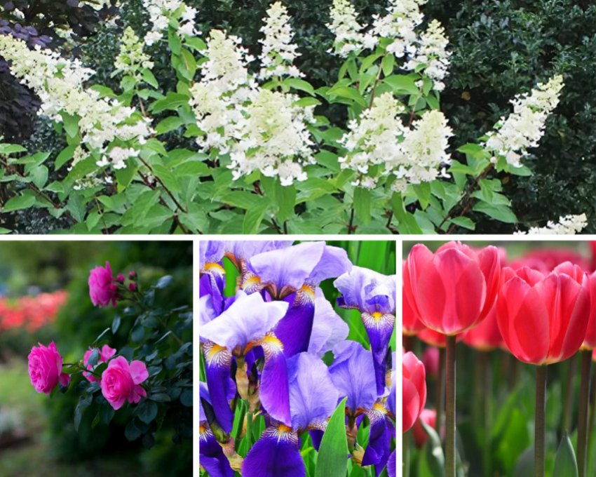 Гортензії і квіти яскравих відтінків