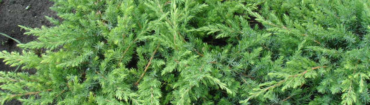 Можжевельник прибережний