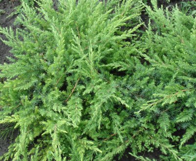 Можжевельник прибережний