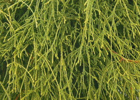 Кипарисовик горохоплодный Филифера Нана: описание растения, его посадка и уход