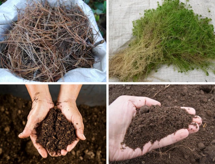 Підготовка ґрунту для посадки гортензії