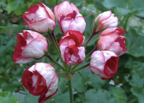 Герань тюльпановидная: уход в домашних условиях