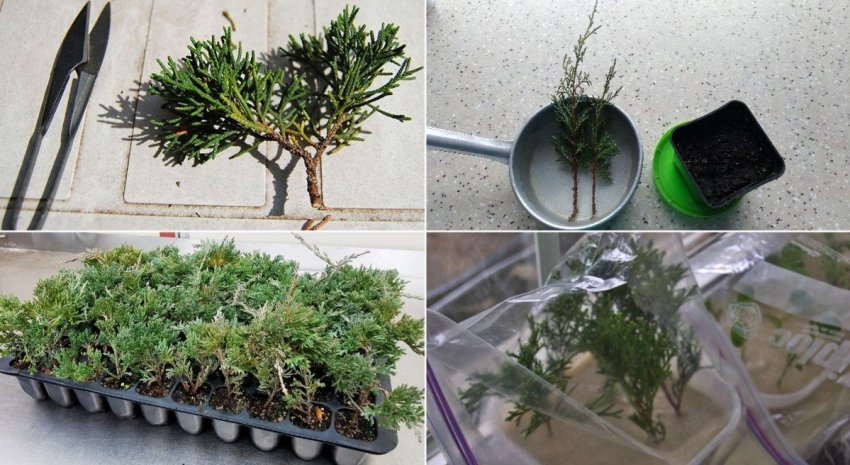 Черенкування можжевельника Черенкування можжевельника