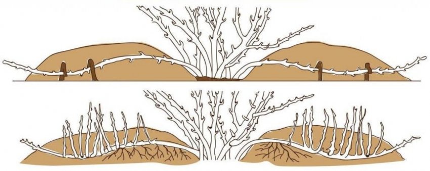 Розмноження відводками Розмноження відводками