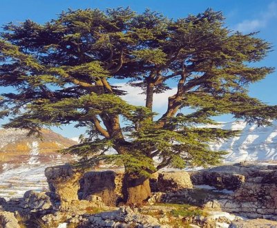 Тривалість життя кедра