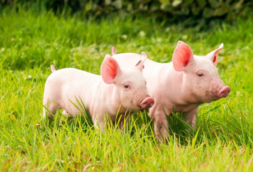 Другий випадок АЧС виявлено на заході Польщі