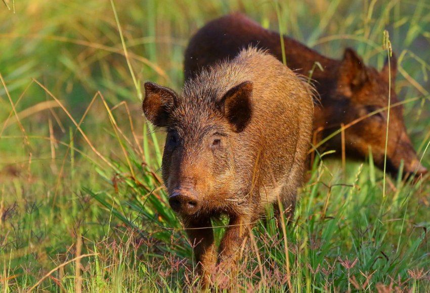 Другий випадок АЧС виявлено на заході Польщі